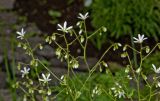 Saxifraga hirsuta