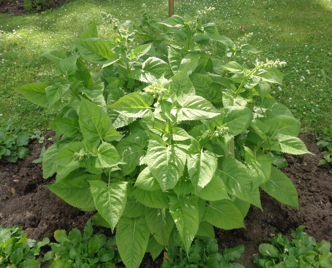 Image of Salvia glutinosa specimen.