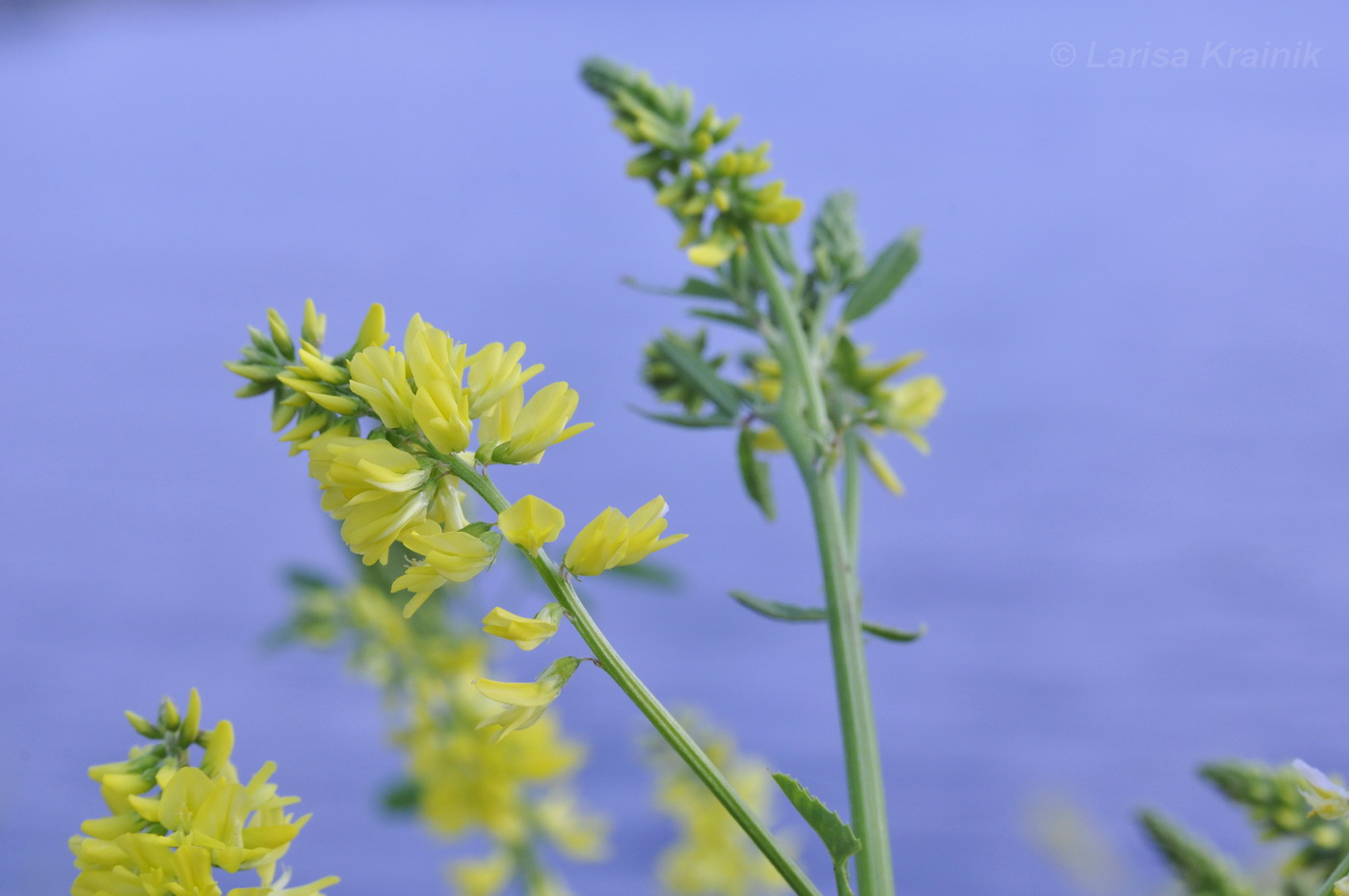 Изображение особи Melilotus officinalis.