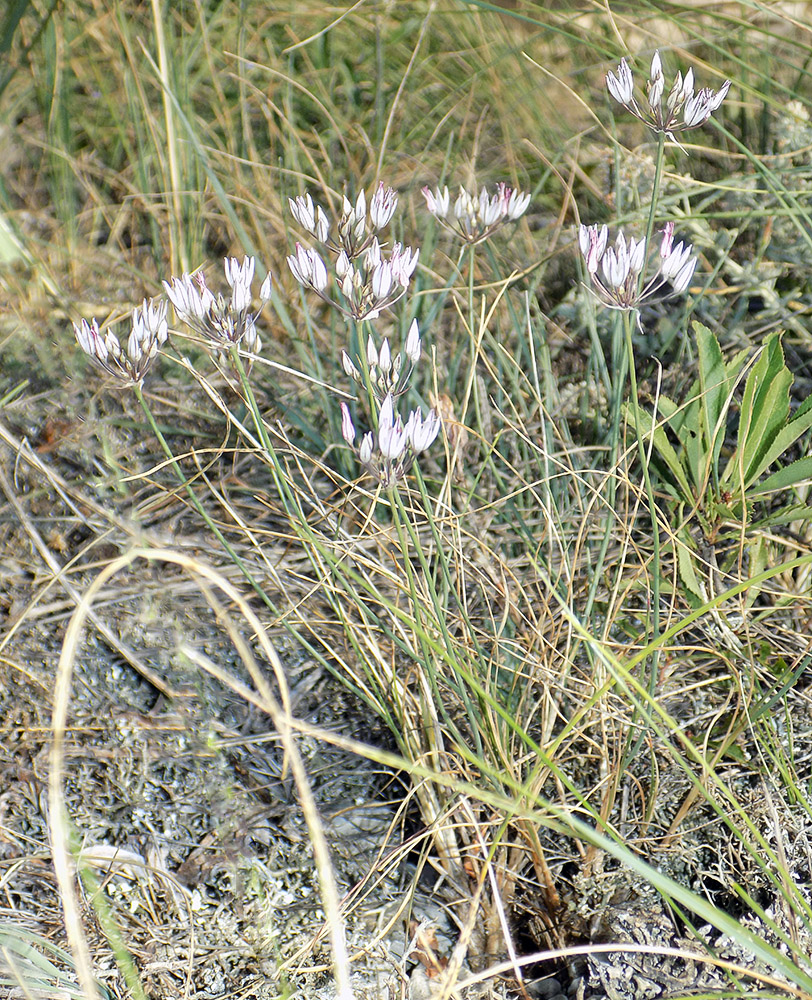 Изображение особи Allium moschatum.