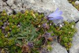 Campanula ciliata. Цветущее и отцветшие растения (в ассоциации с Minuartia imbricata). Республика Адыгея, Майкопский р-н, Кавказский биосферный заповедник, Фишт-Оштеновский массив, вершина горы Оштен, выс. 2804 м н.у.м., на валуне. 28.07.2018.