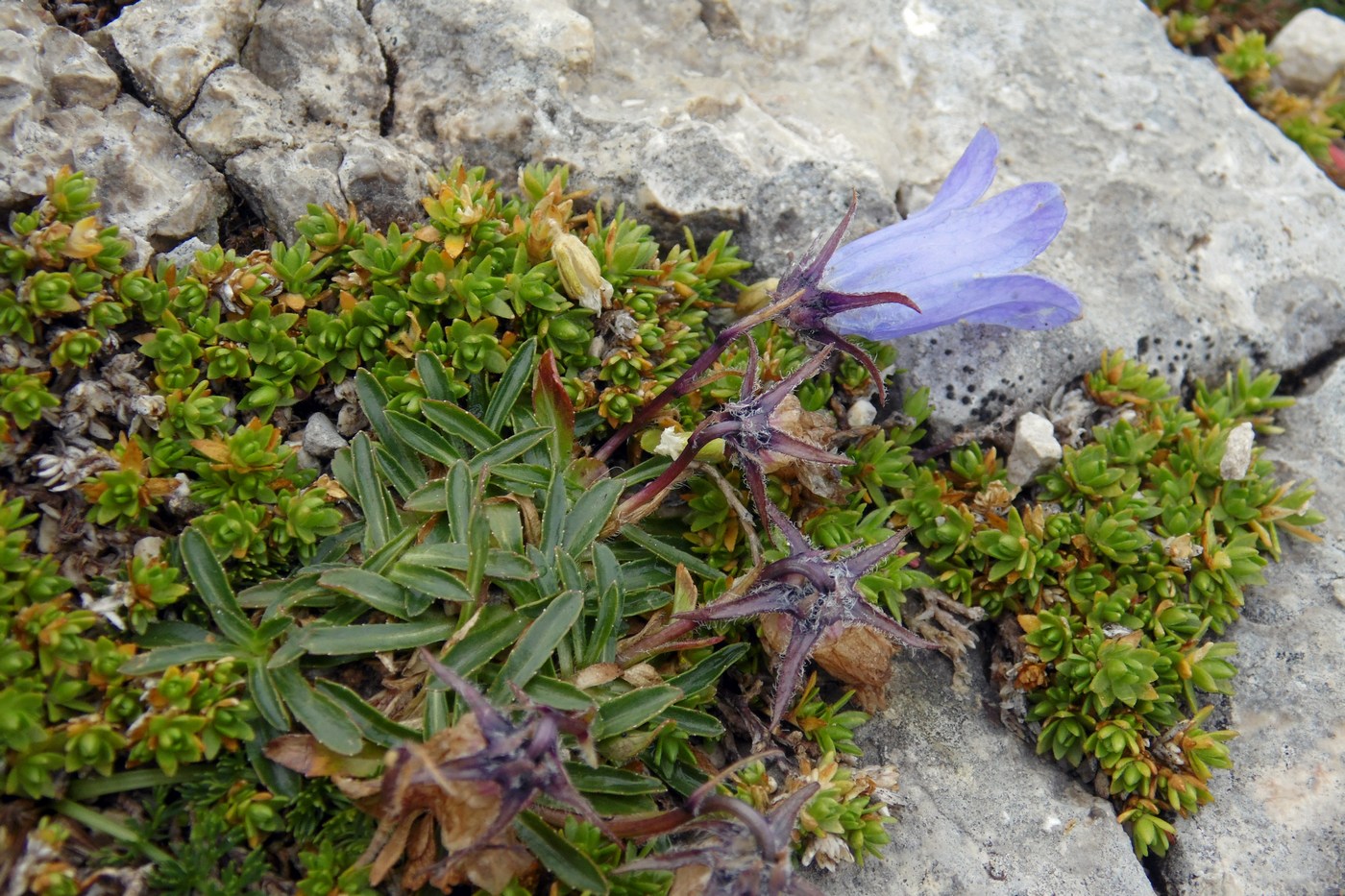 Изображение особи Campanula ciliata.