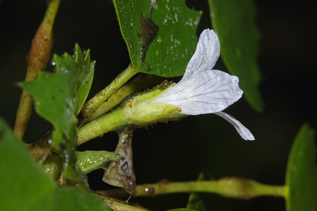 Image of Trapa pseudincisa specimen.