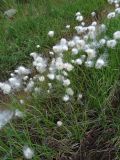 род Eriophorum