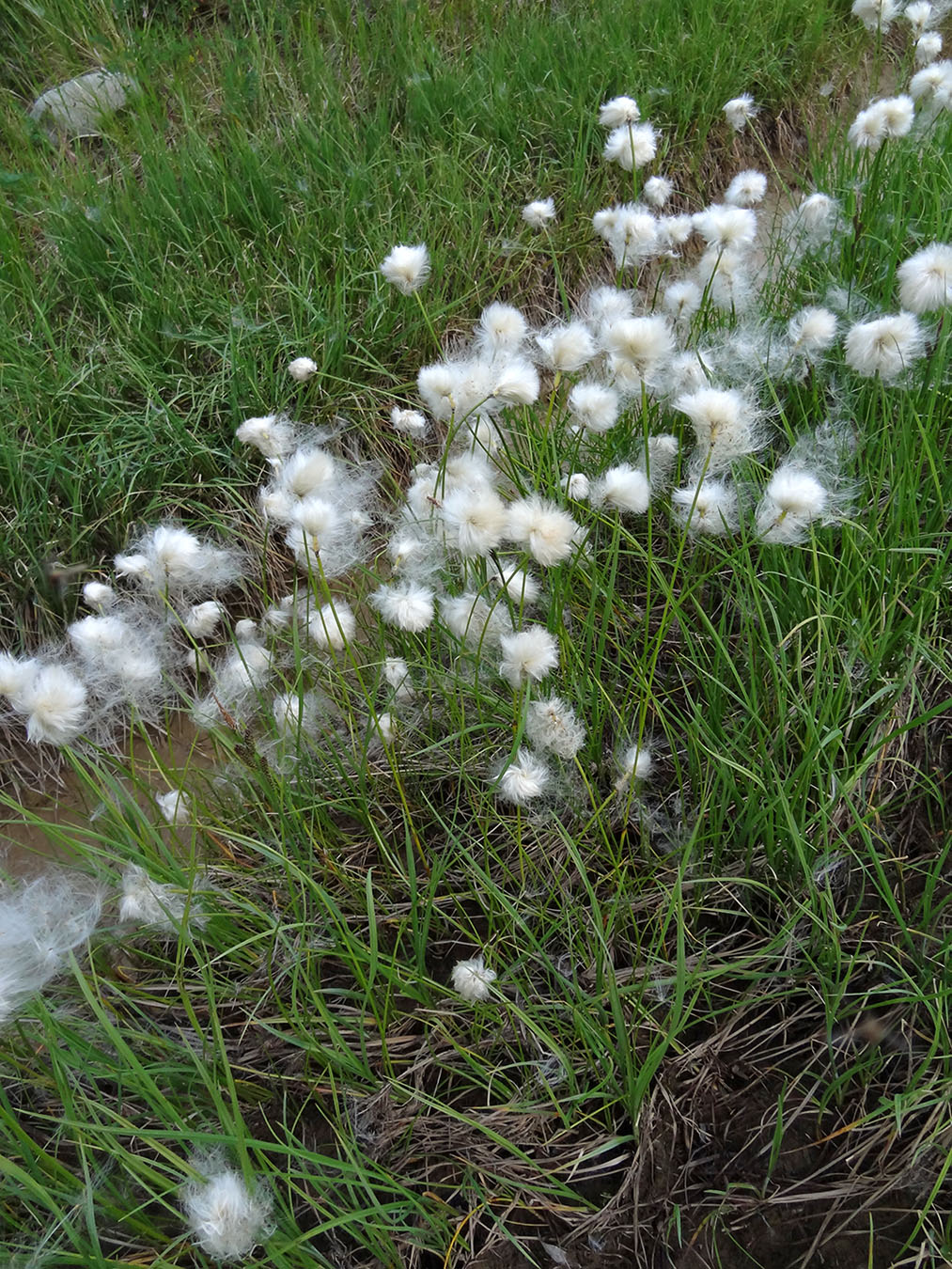 Изображение особи род Eriophorum.