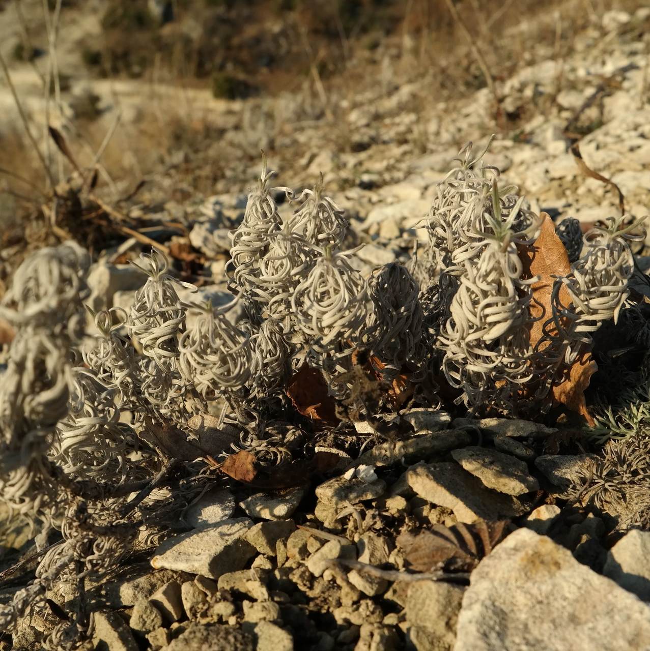 Изображение особи Onosma polyphylla.