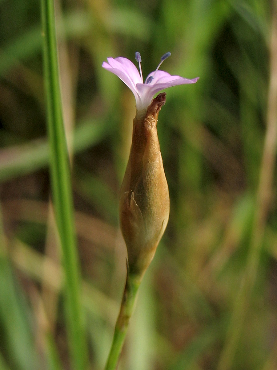 Изображение особи Petrorhagia prolifera.