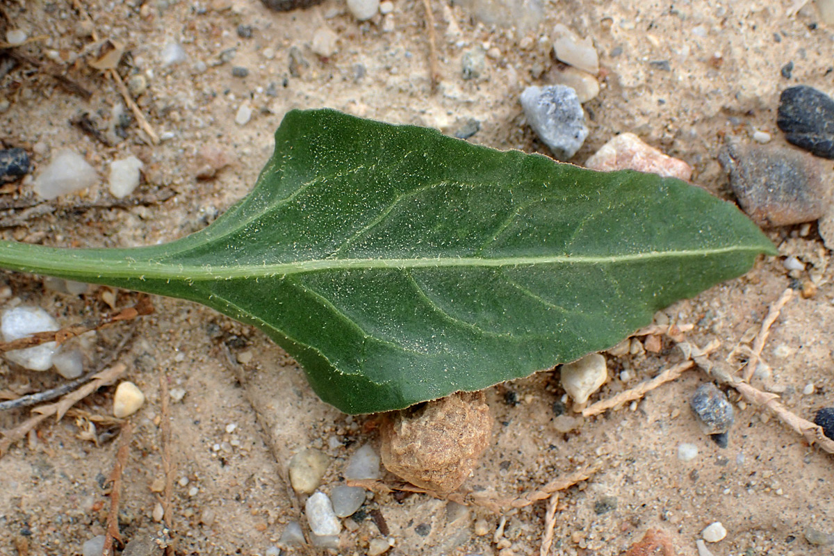 Image of Beta maritima specimen.
