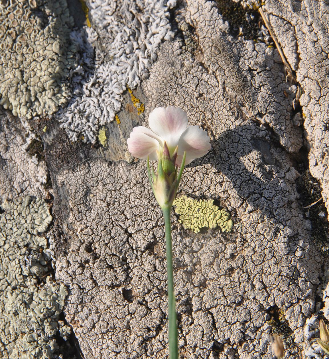 Image of genus Dianthus specimen.