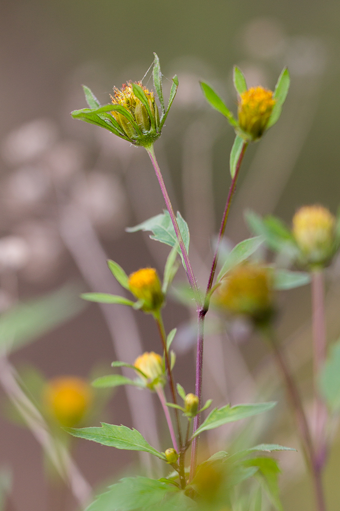 Image of Bidens frondosa specimen.