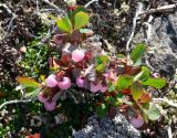 Vaccinium uliginosum подвид microphyllum. Цветущее растение. Чукотка, Чаунский р-н, окр. г. Певек, каменистый склон сопки Певек. 19.06.2018.