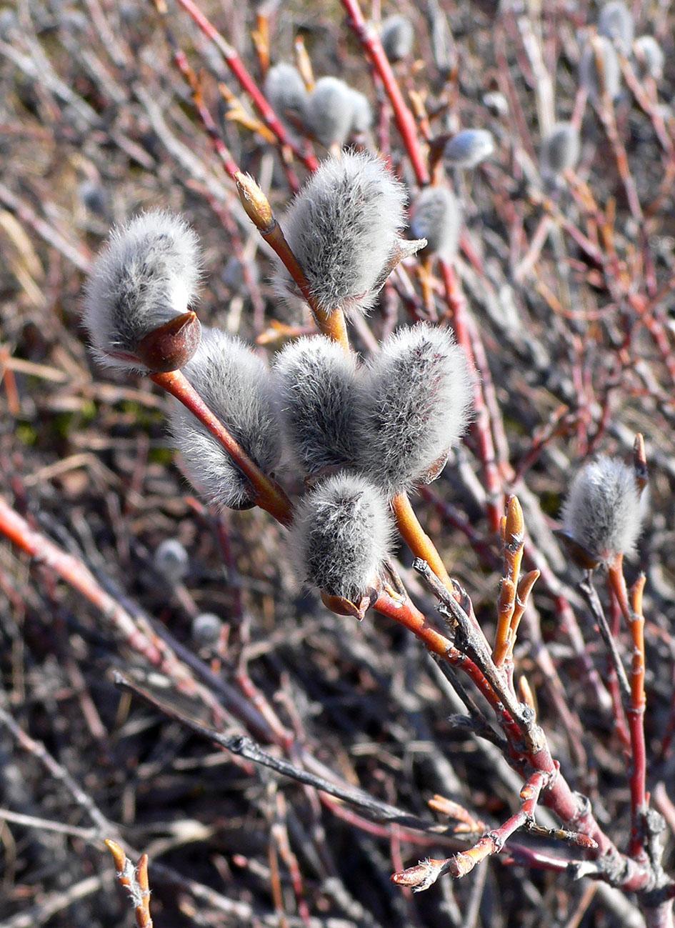 Image of genus Salix specimen.