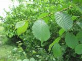 Ulmus minor