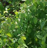 Lonicera steveniana
