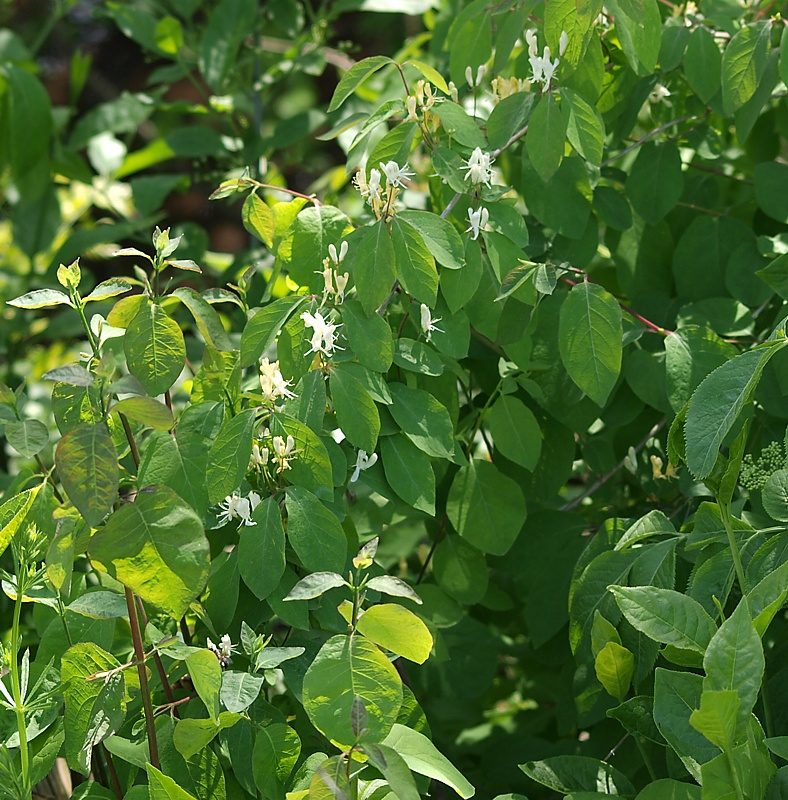 Image of Lonicera steveniana specimen.