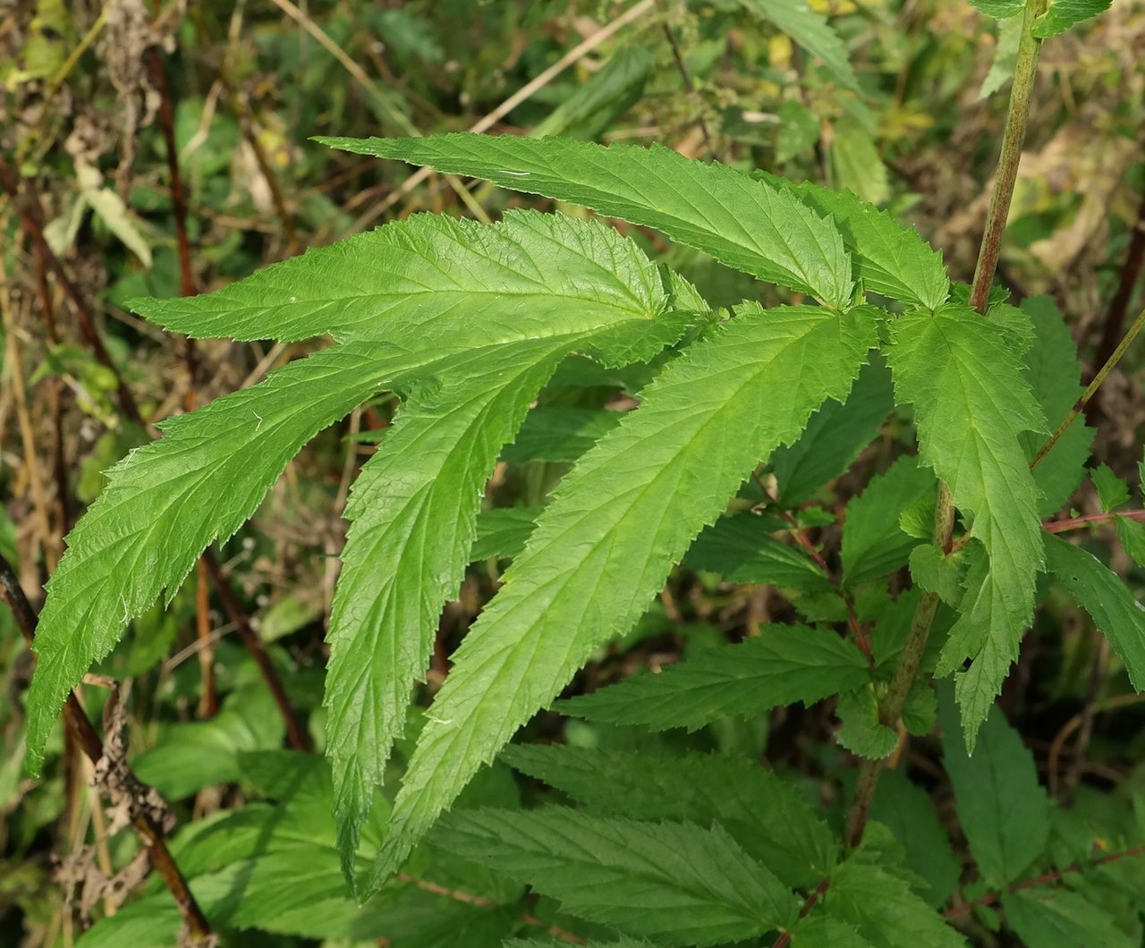 Image of Filipendula ulmaria specimen.