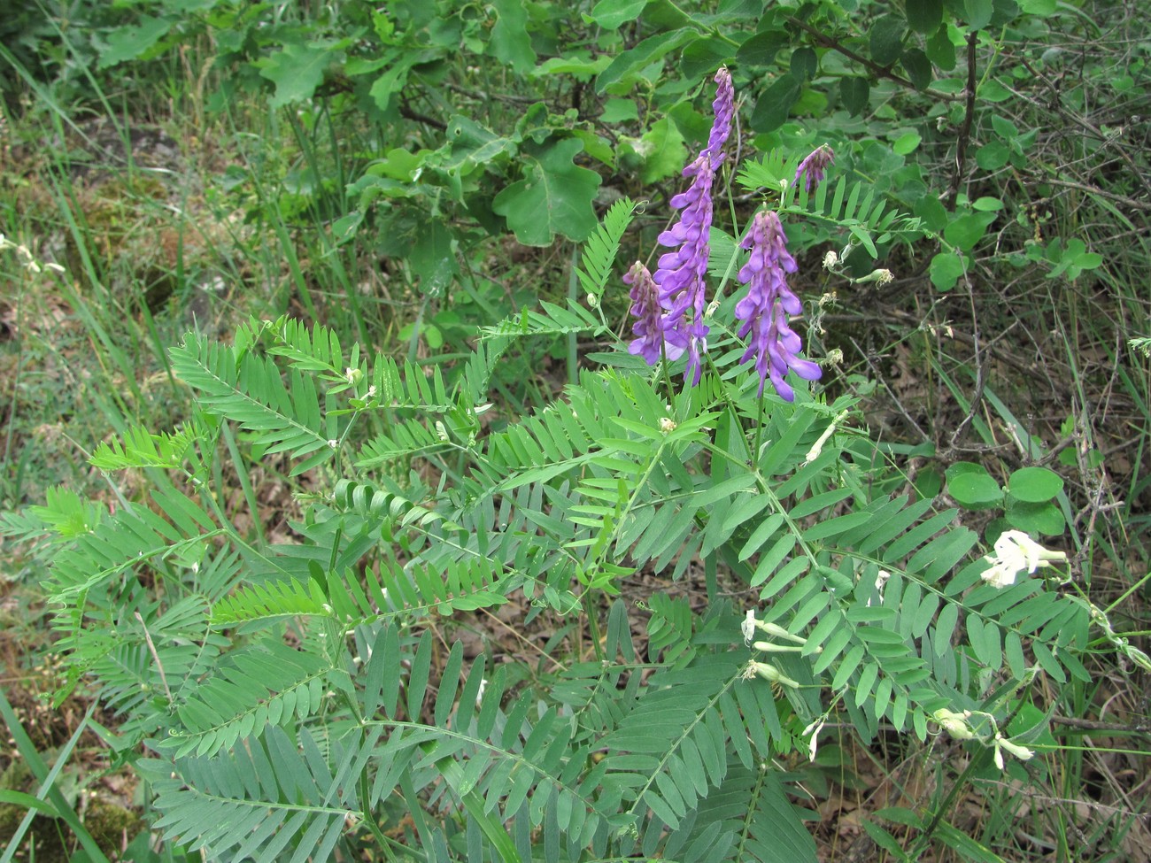 Image of Vicia tenuifolia specimen.