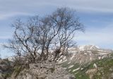 Betula pendula