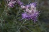 Saussurea salicifolia