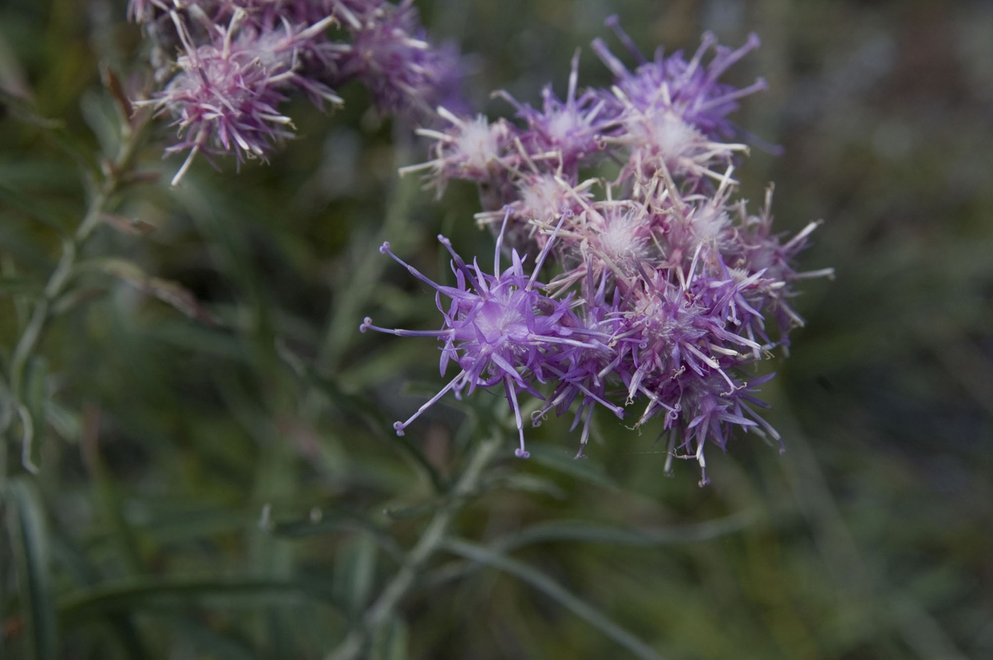 Image of Saussurea salicifolia specimen.