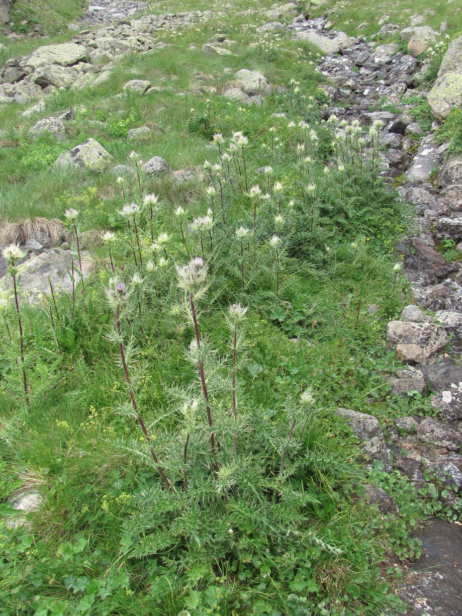 Изображение особи Cirsium obvallatum.