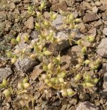 Cerastium inflatum