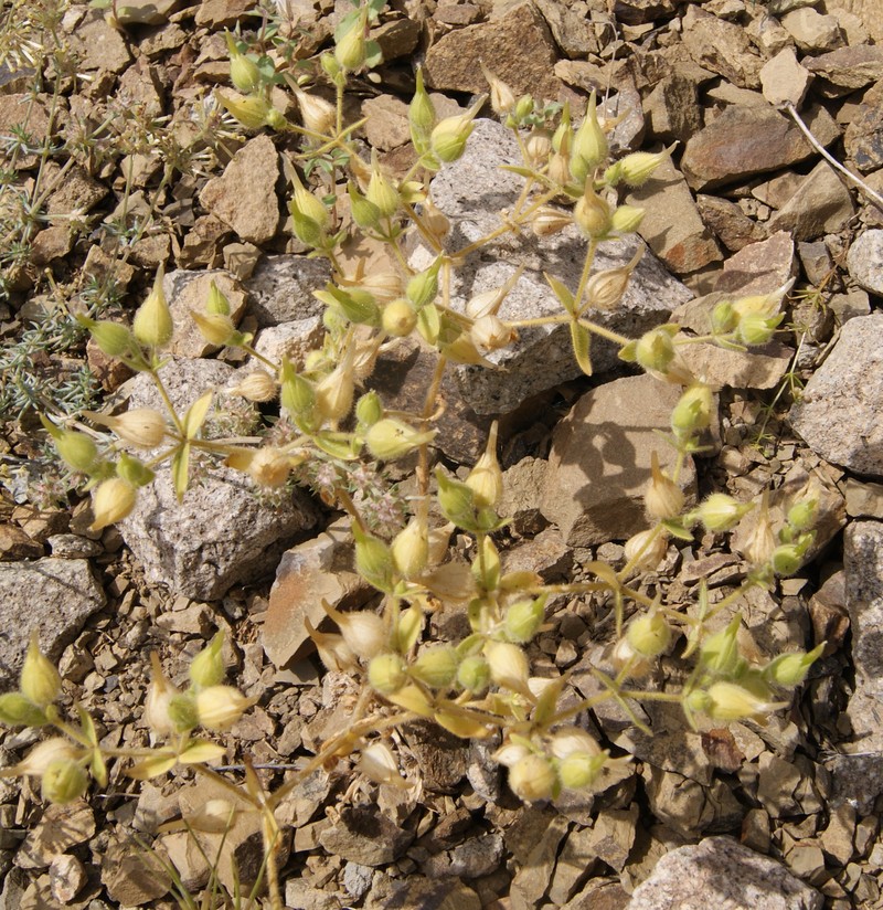 Image of Cerastium inflatum specimen.