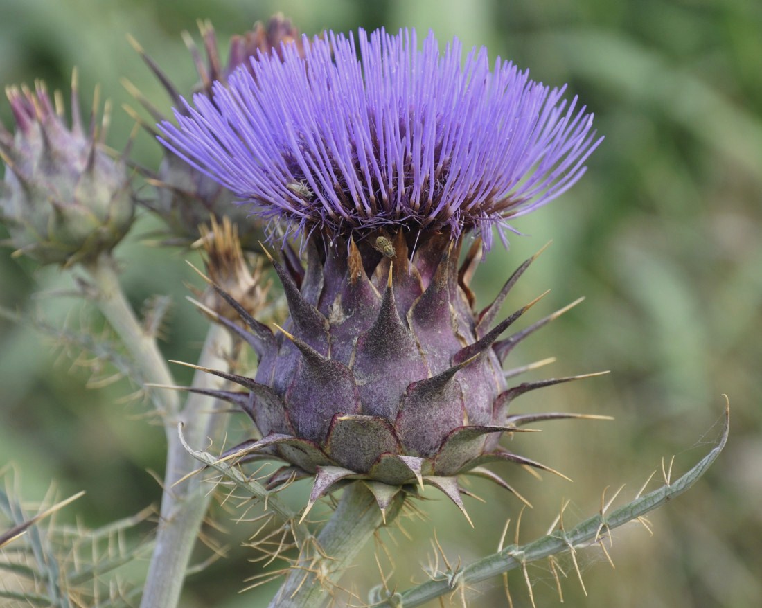 Изображение особи Cynara cardunculus.