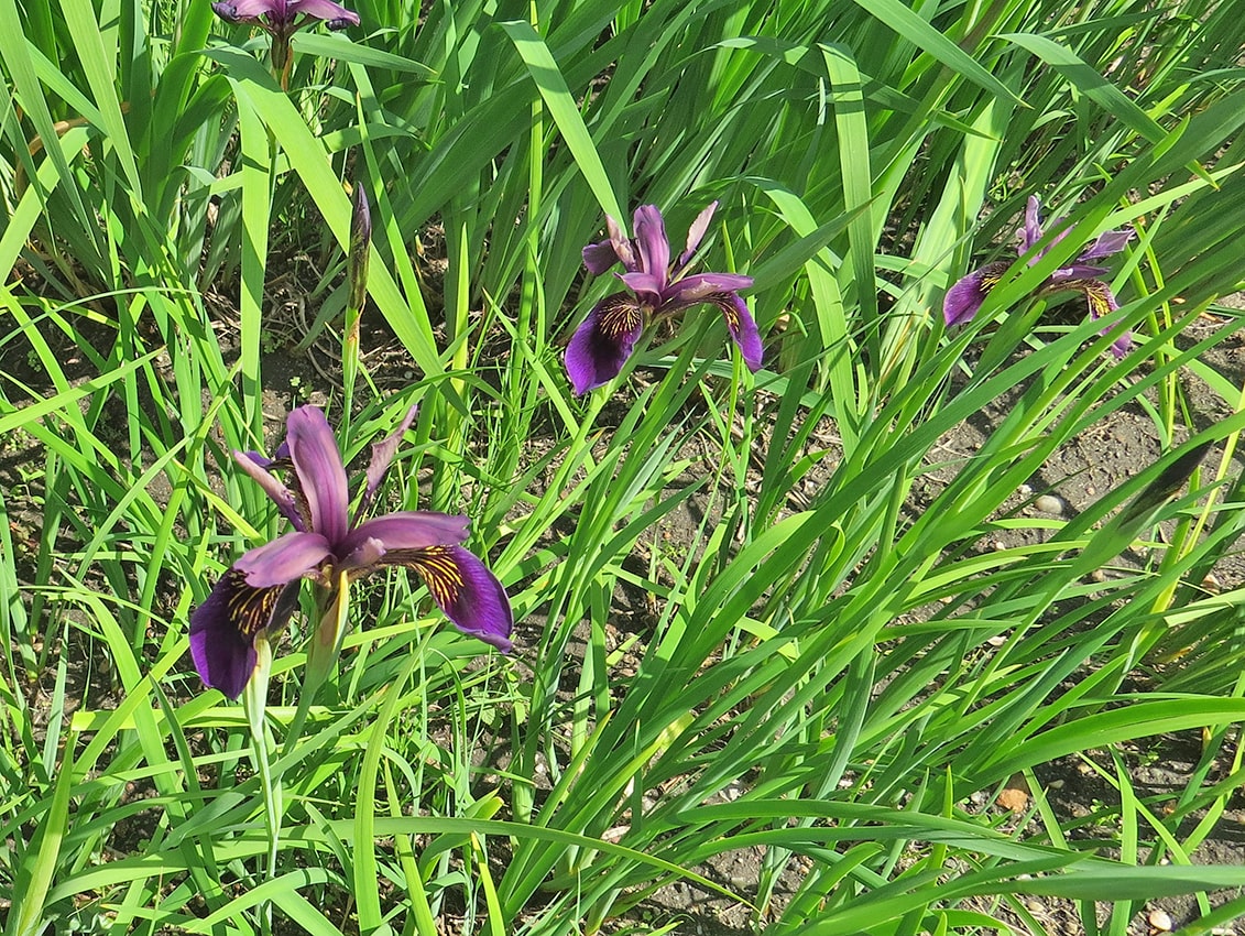 Изображение особи Iris chrysographes.