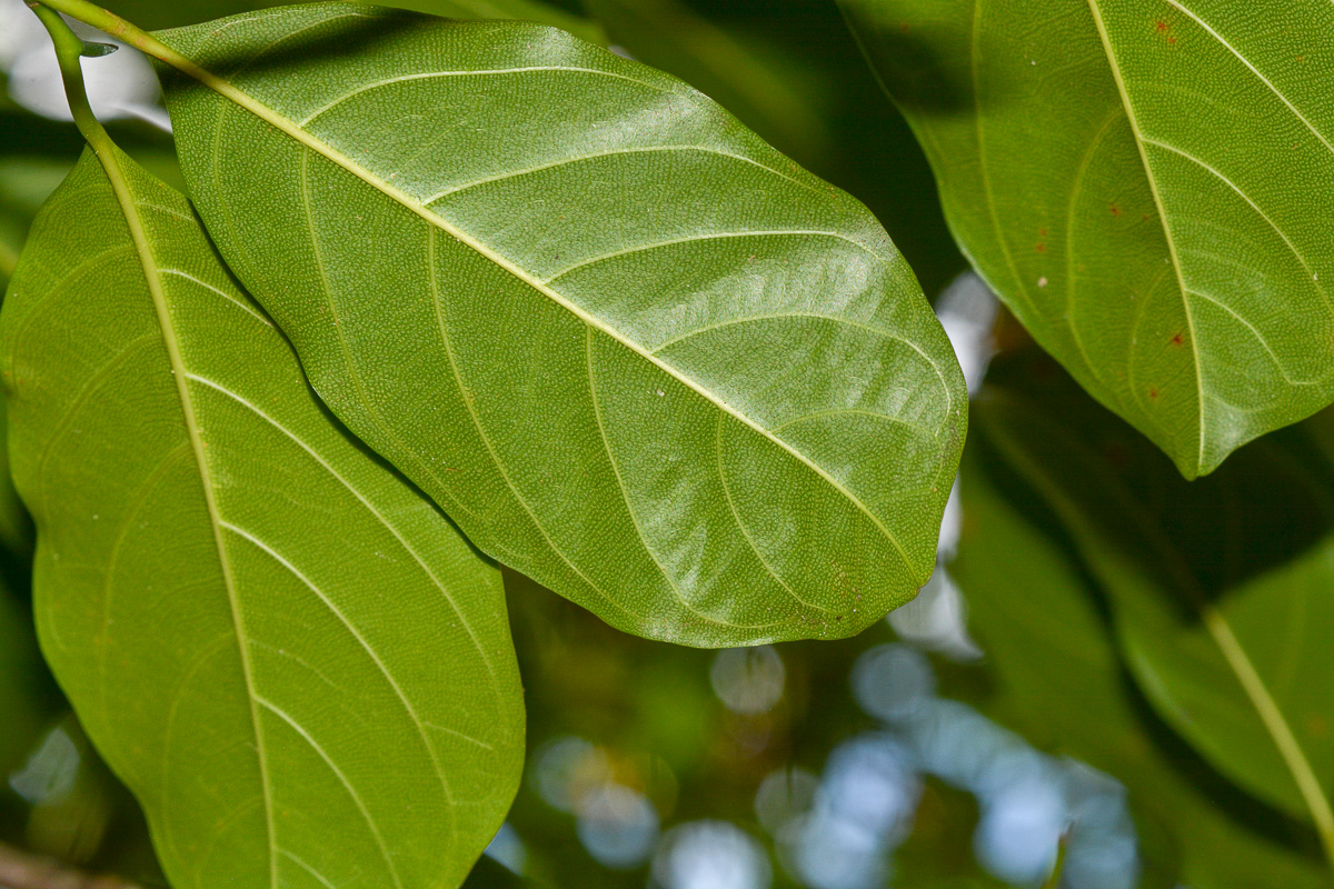 Image of Artocarpus heterophyllus specimen.