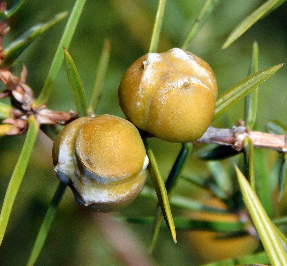 Изображение особи Juniperus deltoides.