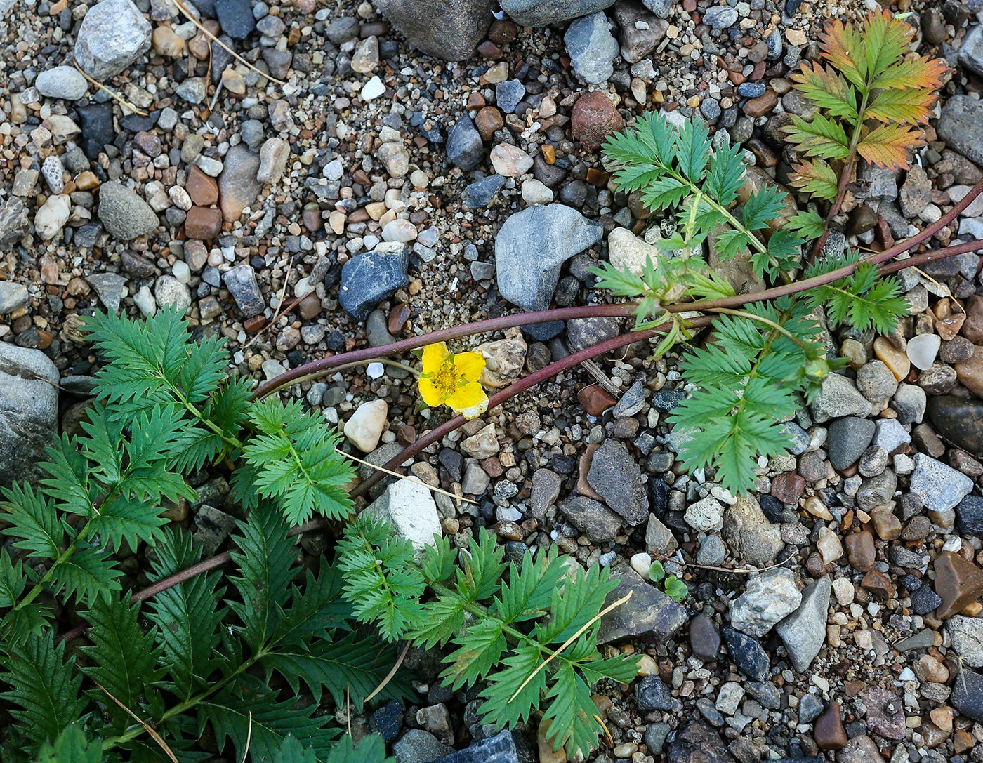 Image of Potentilla anserina specimen.