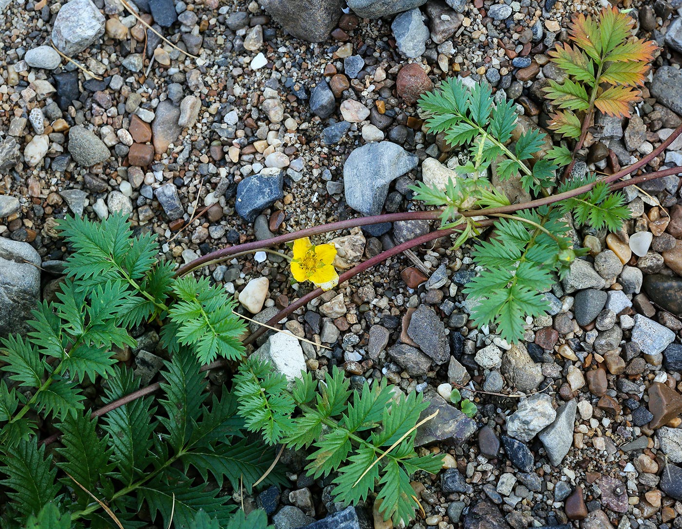 Изображение особи Potentilla anserina.