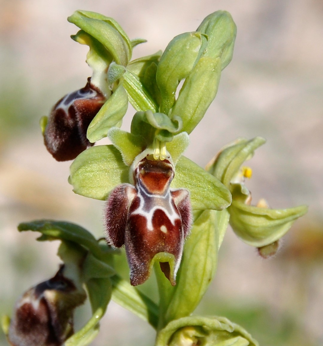 Изображение особи Ophrys flavomarginata.