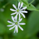 Stellaria nemorum