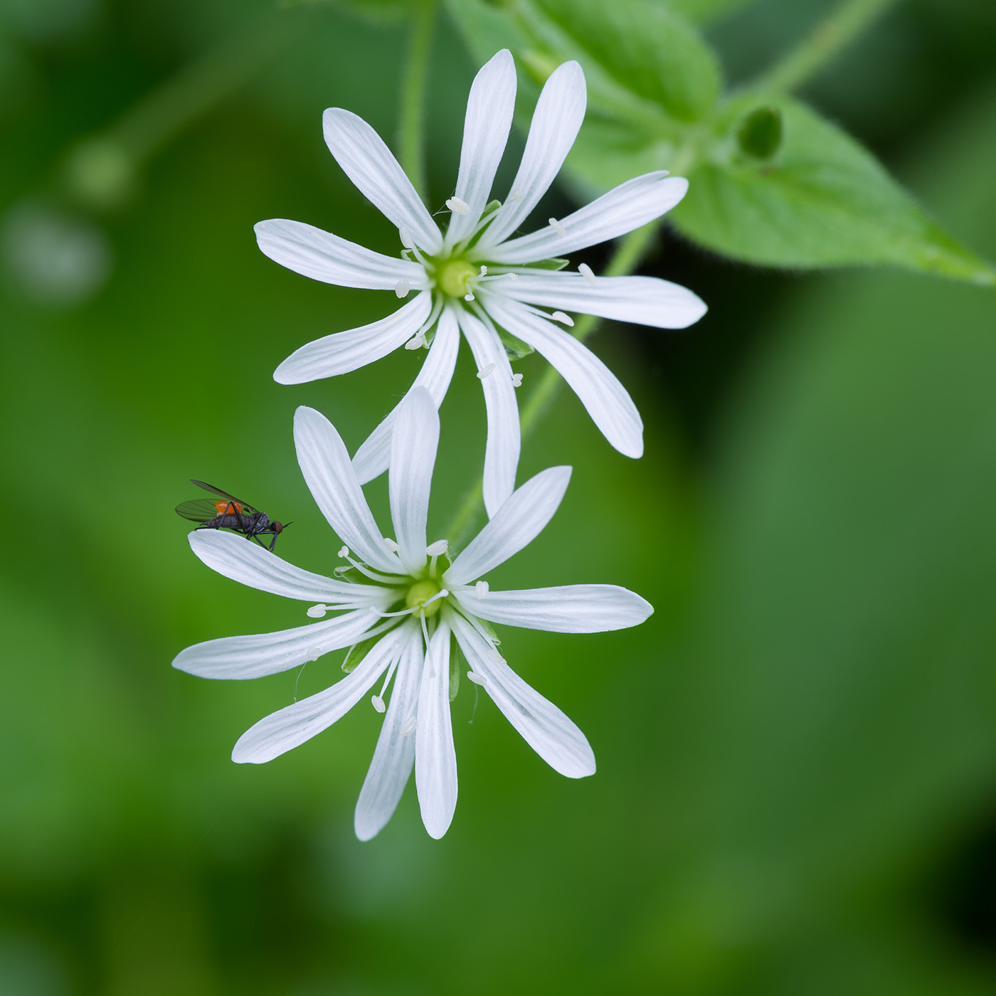 Image of Stellaria nemorum specimen.