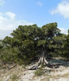 Juniperus excelsa