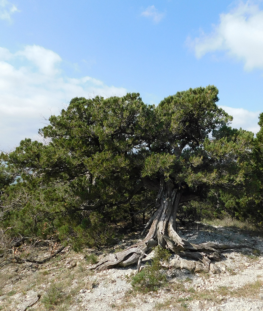 Image of Juniperus excelsa specimen.