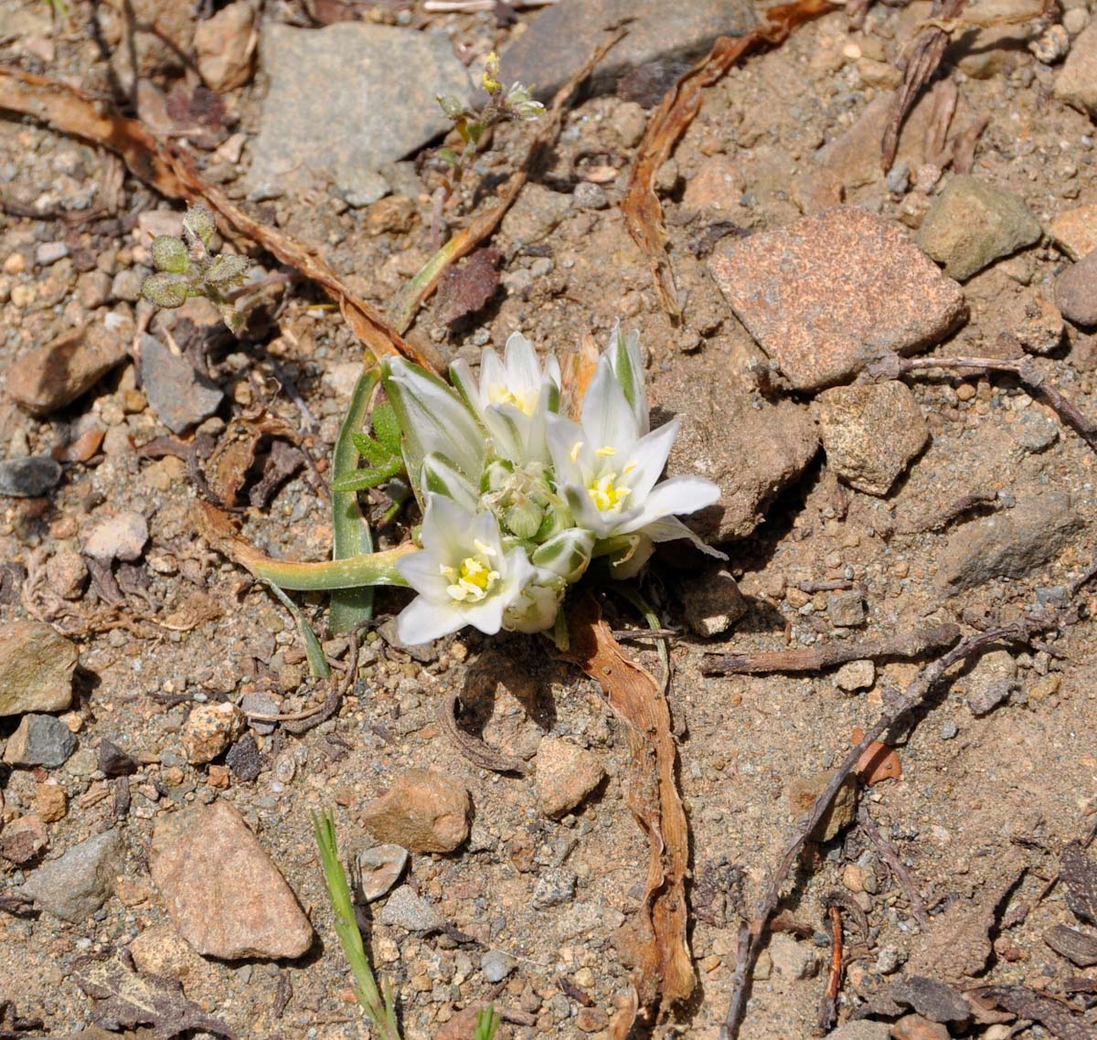 Изображение особи Ornithogalum chionophilum.