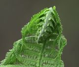 Image of taxon representative. Author is Виталий Гуменюк