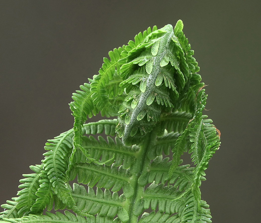 Image of Matteuccia struthiopteris specimen.