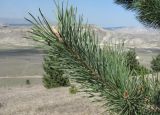 Pinus sylvestris подвид hamata. Верхушка ветви с шишками. Дагестан, Левашинский р-н, окр. с. Леваши, хр. Куркурах, ок. 1300 м н.у.м., склон. 26.04.2019.