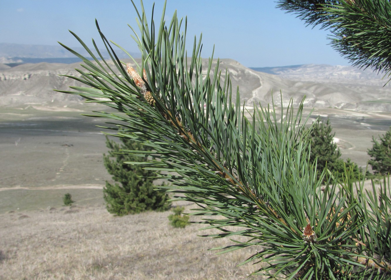 Image of Pinus sylvestris ssp. hamata specimen.