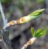 Liquidambar styraciflua