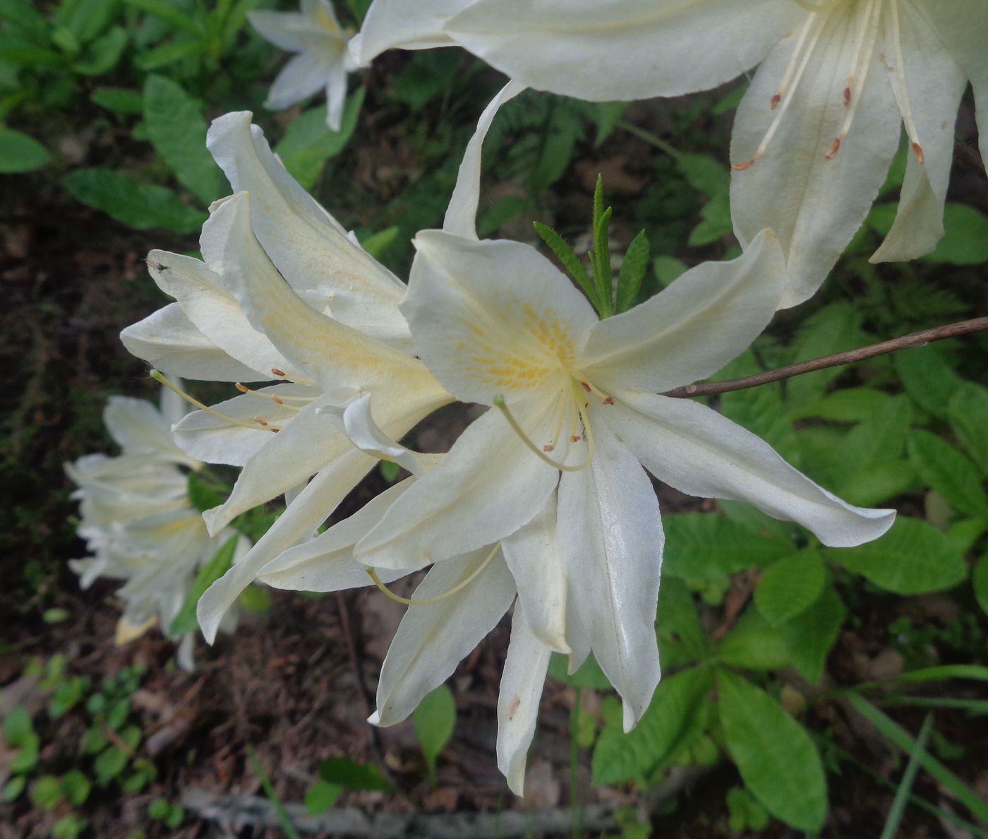 Image of genus Rhododendron specimen.