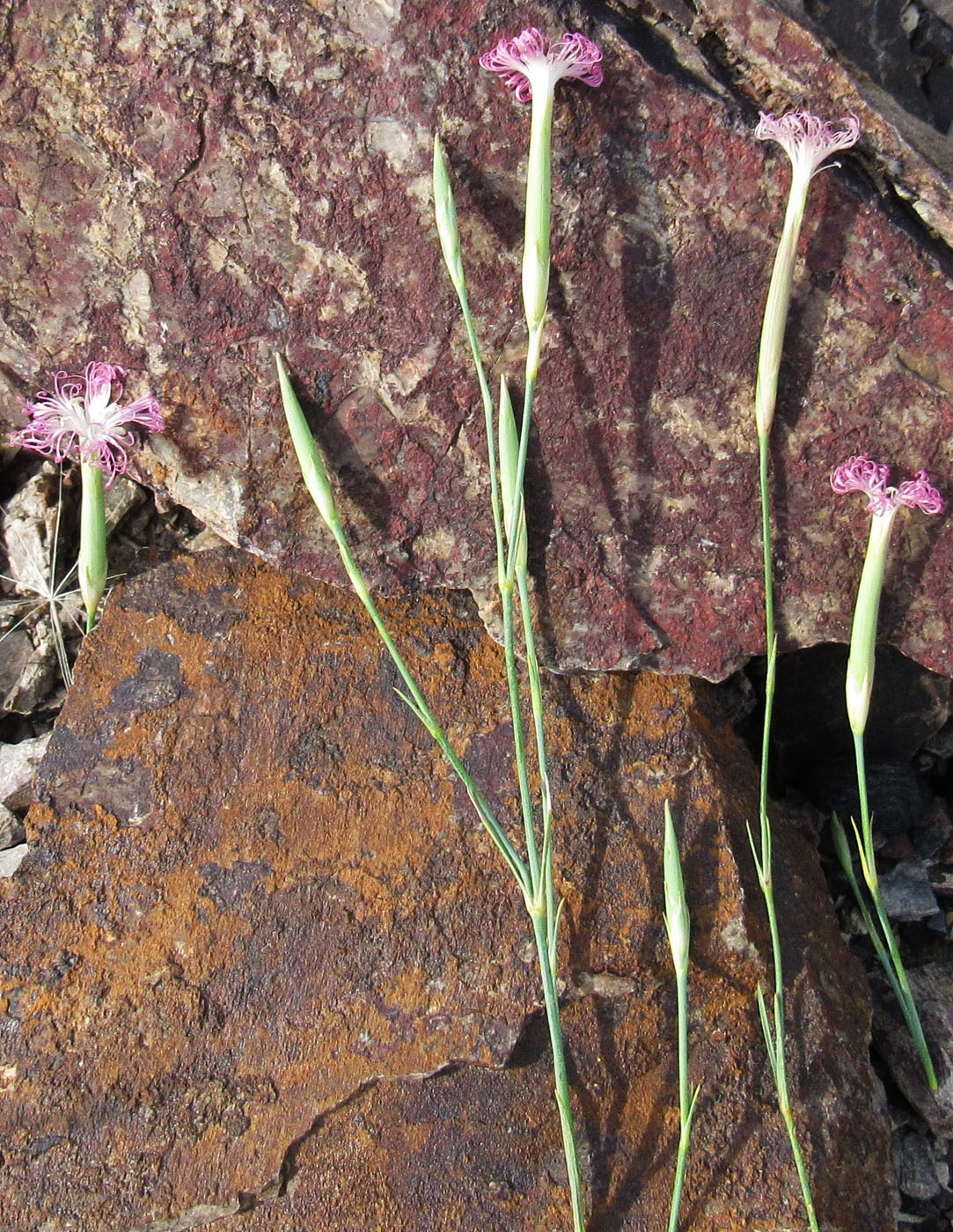 Изображение особи Dianthus tetralepis.