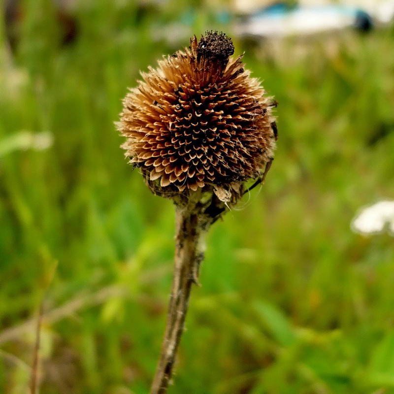 Image of Rudbeckia hirta specimen.