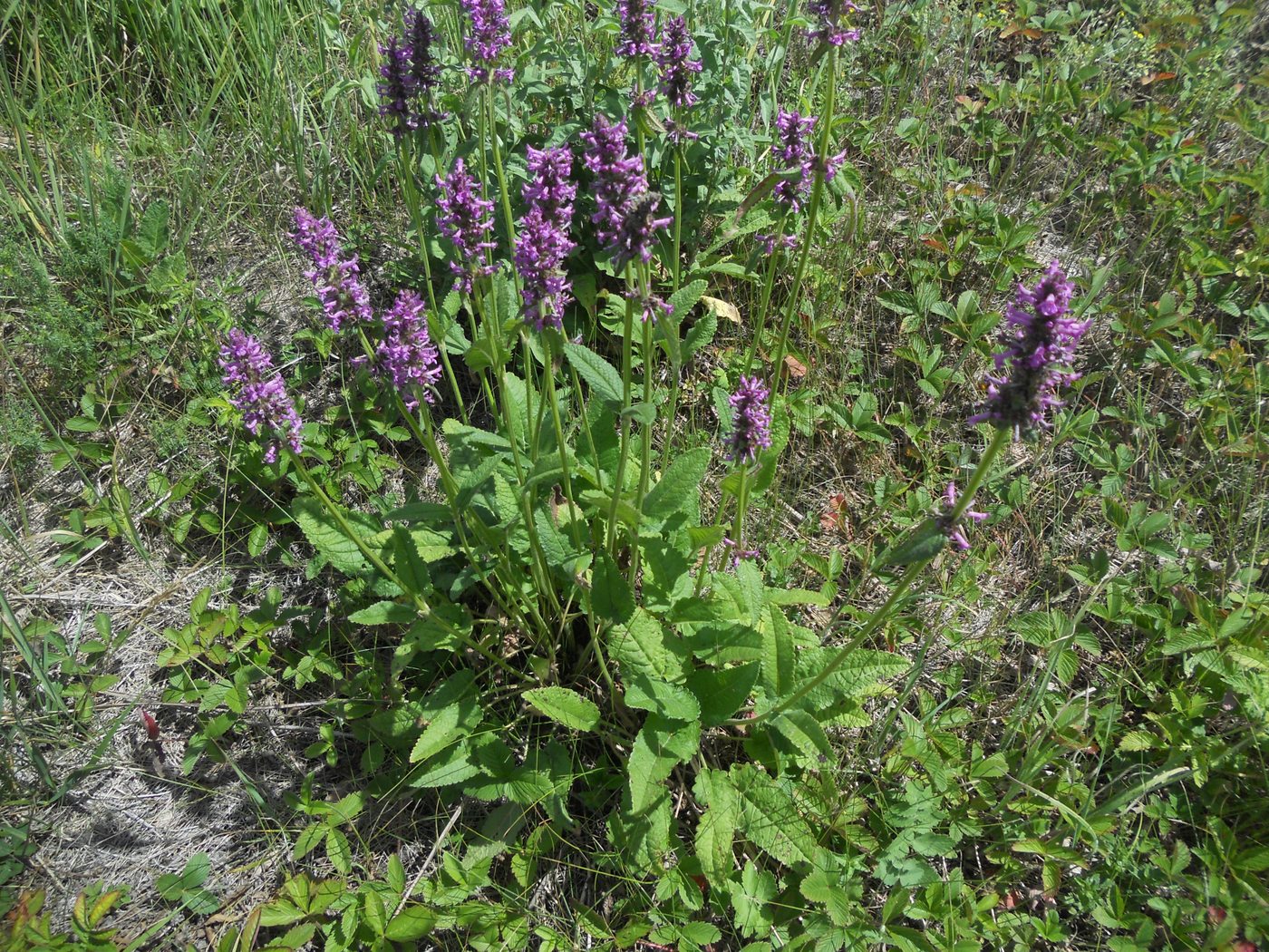 Изображение особи Betonica officinalis.