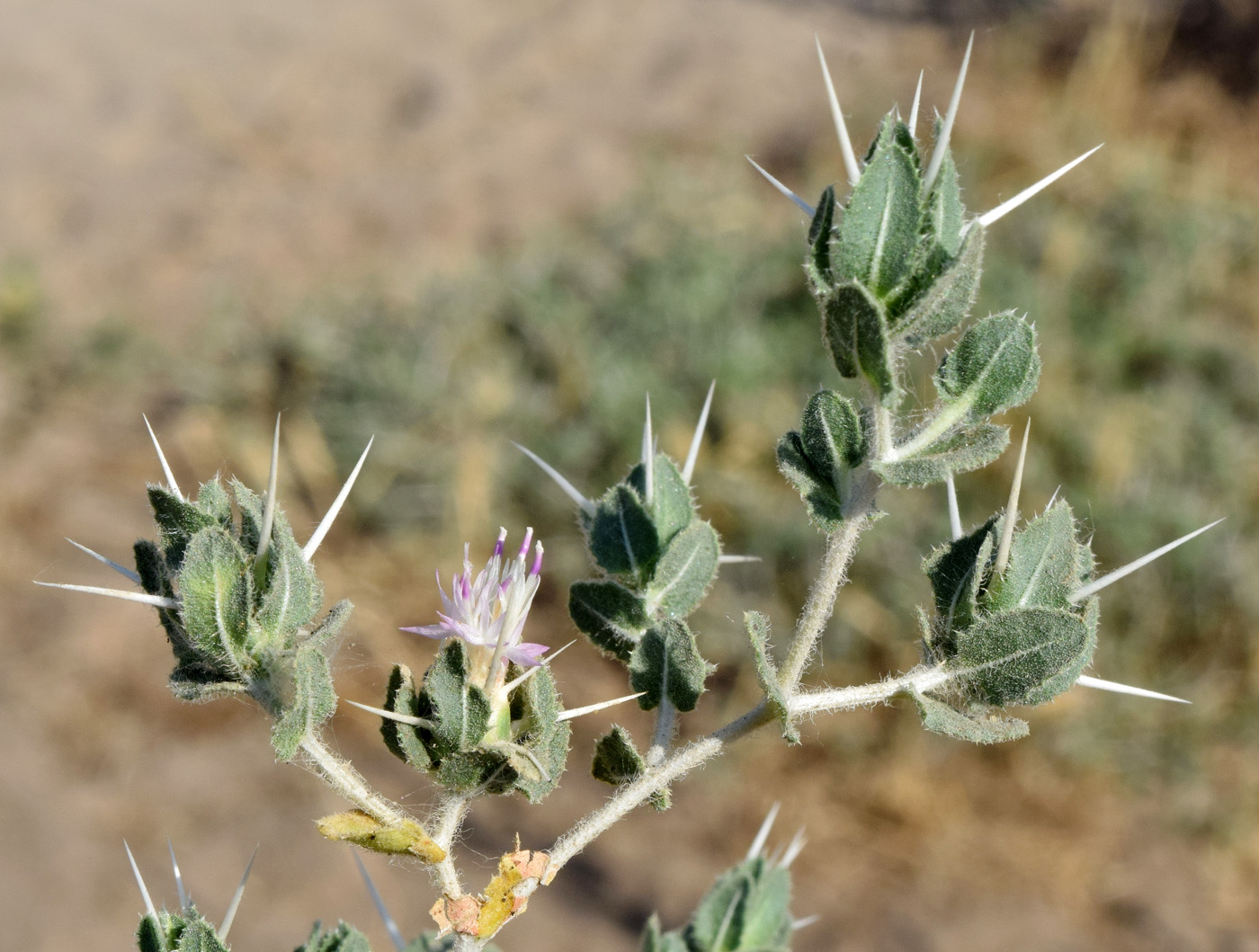 Image of Centaurea belangeriana specimen.