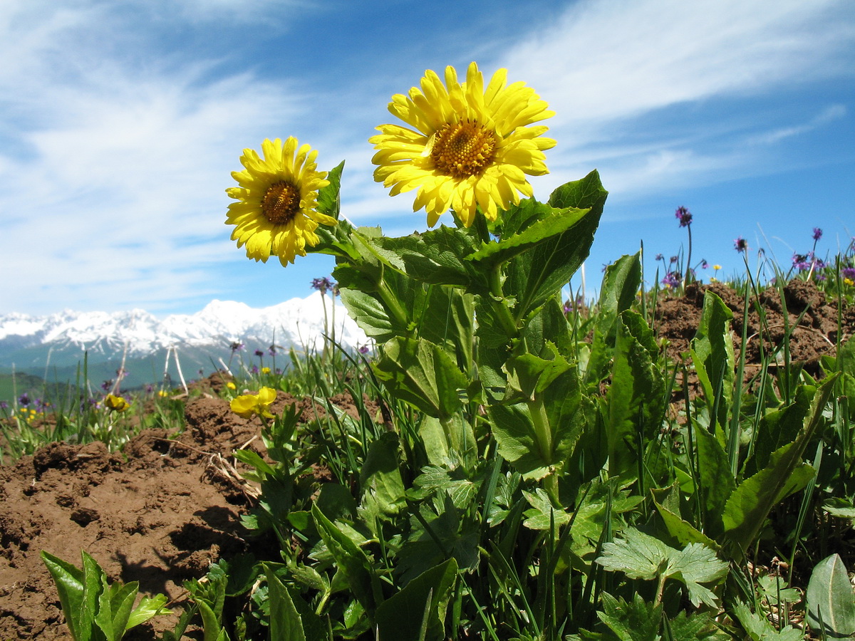 Изображение особи Doronicum altaicum.